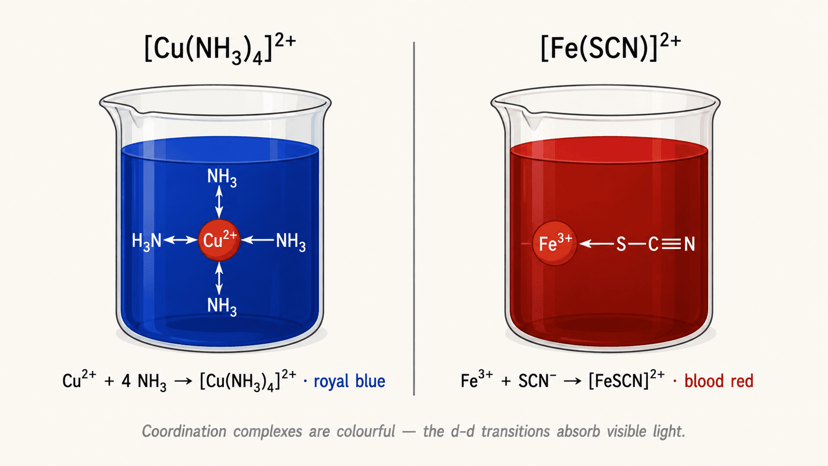 Copper-ammonia and iron-thiocyanate complexes in solution
