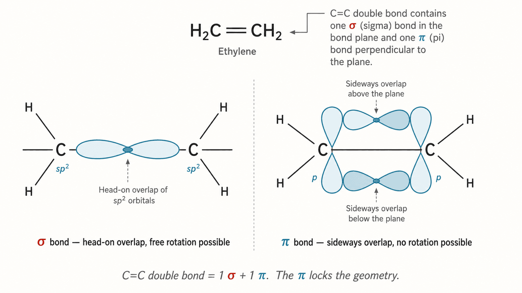 Sigma and pi orbital overlap in ethylene