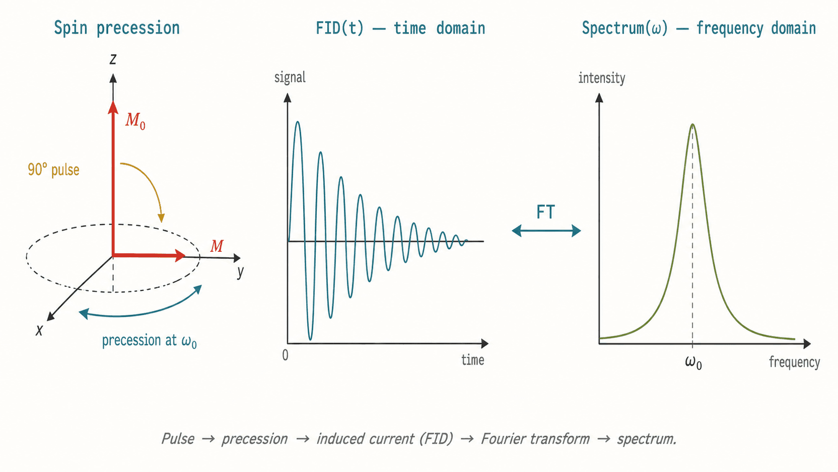 Schéma de précession de spin et acquisition FID → spectre